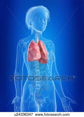 Stock Photo - 3d rendered illustration of a woman's lung.. Fotosearch