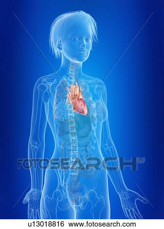 3d rendered illustration of a woman's heart. View Large Photo Image Stock Photograph - 3d rendered illustration of a woman's heart.. Fotosearch