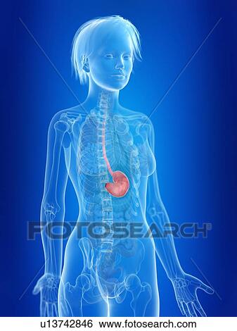 Stock Photograph - 3d rendered illustration of a woman's stomach.. Fotosearch