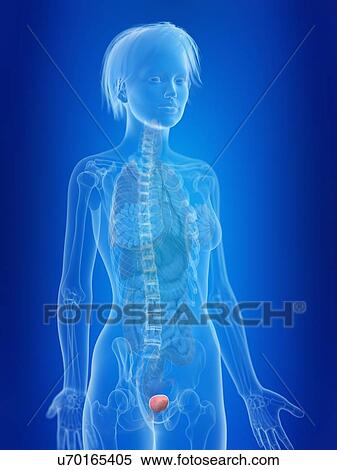 Stock Photography - 3d rendered illustration of a woman's bladder.. Fotosearch