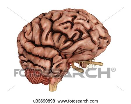 3d rendered illustration of an unhealthy brain. View Large Photo Image Stock Photo - 3d rendered illustration of an unhealthy brain.. Fotosearch