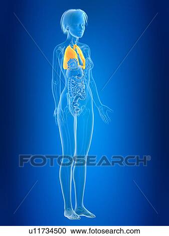 Stock Image - 3d rendered illustration of female lung.. Fotosearch