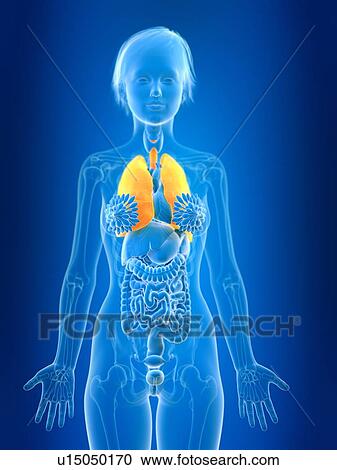 Stock Image - 3d rendered illustration of female lung.. Fotosearch