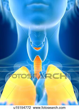 Stock Image - 3d rendered illustration of female lung.. Fotosearch