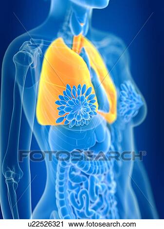 Stock Image - 3d rendered illustration of female lung.. Fotosearch