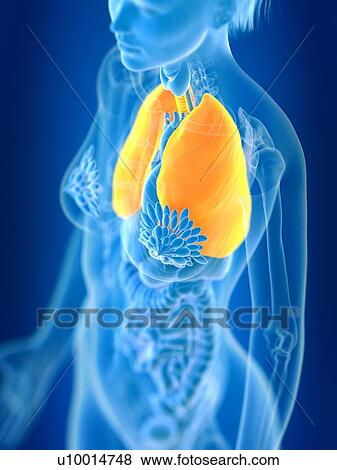 Stock Photo - 3d rendered illustration of female lung.. Fotosearch
