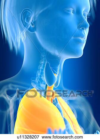Stock Photo - 3d rendered illustration of female lung.. Fotosearch