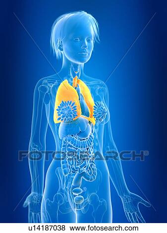 Stock Photo - 3d rendered illustration of female lung.. Fotosearch