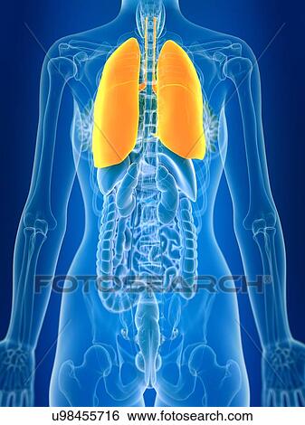 Stock Photograph - 3d rendered illustration of female lung.. Fotosearch