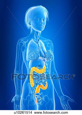 Picture - 3d rendered illustration of female colon.. Fotosearch