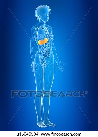 Picture - 3d rendered illustration of female liver.. Fotosearch