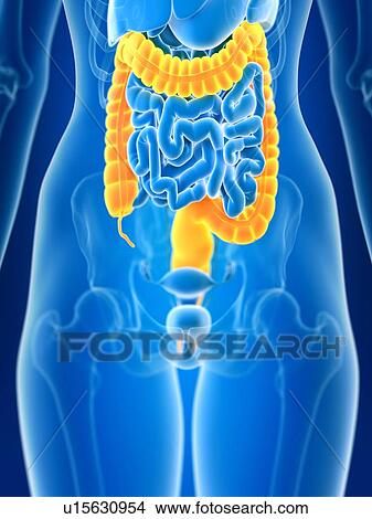 Picture - 3d rendered illustration of female colon.. Fotosearch