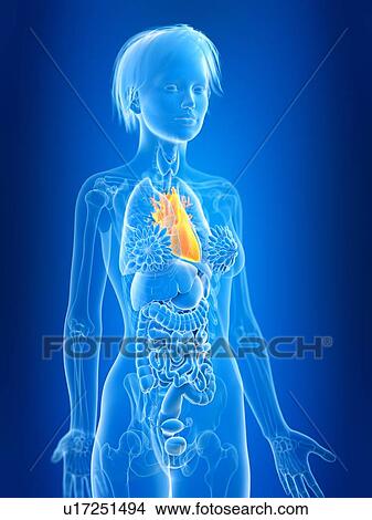 3d rendered illustration of female heart. View Large Photo Image Picture - 3d rendered illustration of female heart.. Fotosearch