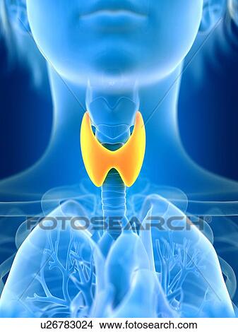3d rendered illustration of female thyroid gland. View Large Photo Image Picture - 3d rendered illustration of female thyroid gland.. Fotosearch