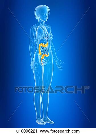 Stock Image - 3d rendered illustration of female colon.. Fotosearch