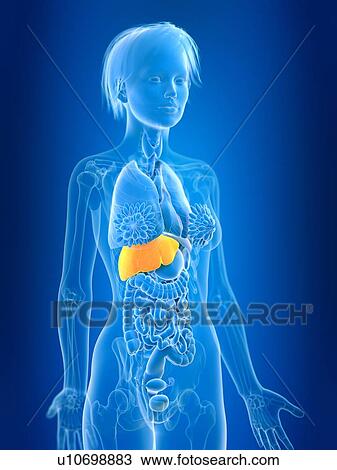 3d rendered illustration of female liver. View Large Photo Image Stock Image - 3d rendered illustration of female liver.. Fotosearch