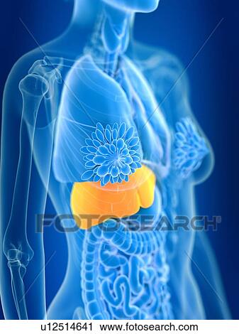 3d rendered illustration of female liver. View Large Photo Image Stock Image - 3d rendered illustration of female liver.. Fotosearch