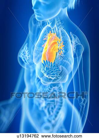 3d rendered illustration of female heart. View Large Photo Image Stock Image - 3d rendered illustration of female heart.. Fotosearch
