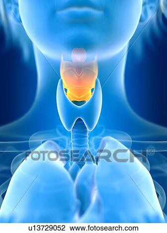Stock Image - 3d rendered illustration of female larynx.. Fotosearch