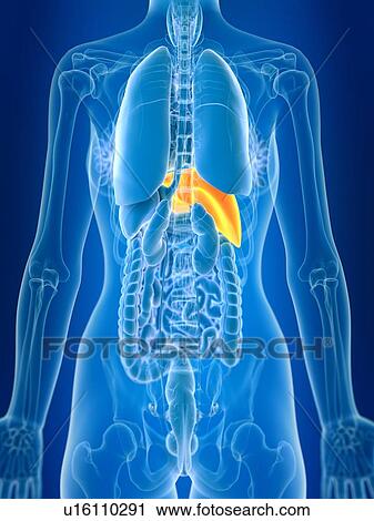 Stock Image - 3d rendered illustration of female liver.. Fotosearch