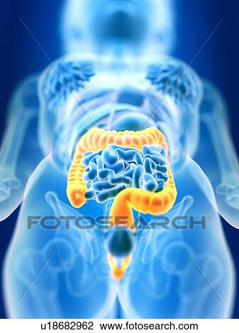 Stock Image - 3d rendered illustration of female colon.. Fotosearch