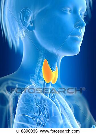 Stock Image - 3d rendered illustration of female thyroid gland.. Fotosearch