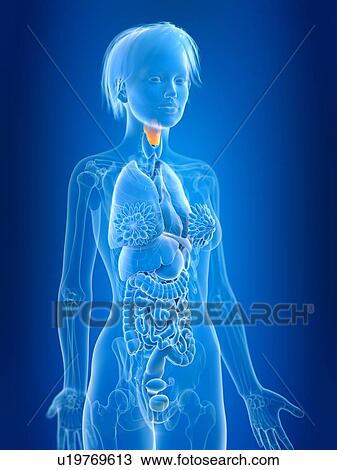 Stock Image - 3d rendered illustration of female larynx.. Fotosearch