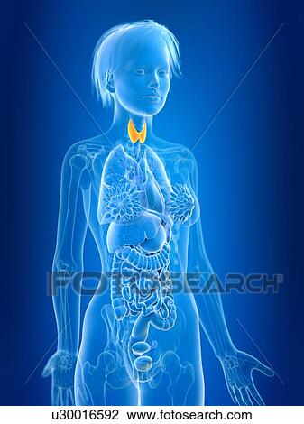 Stock Image - 3d rendered illustration of female thyroid gland.. Fotosearch
