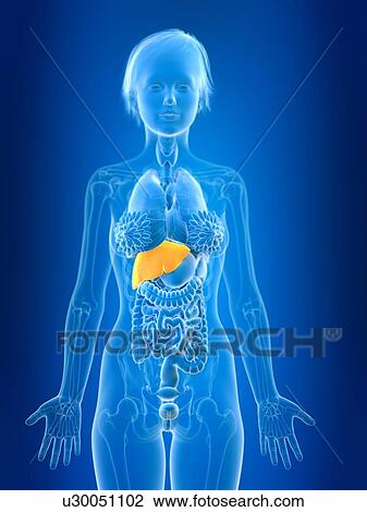 3d rendered illustration of female liver. View Large Photo Image Stock Image - 3d rendered illustration of female liver.. Fotosearch