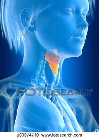 Stock Image - 3d rendered illustration of female larynx.. Fotosearch