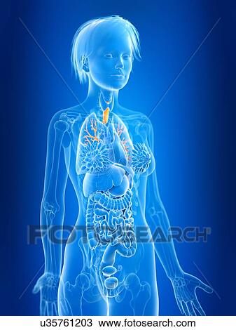 Stock Image - 3d rendered illustration of female bronchi.. Fotosearch