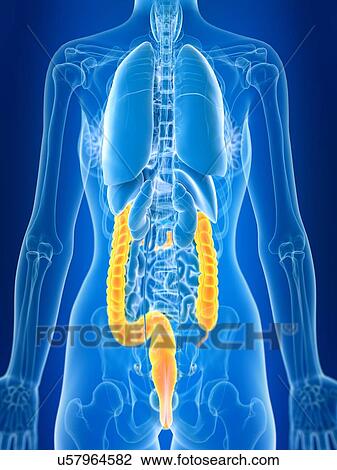 Stock Image - 3d rendered illustration of female colon.. Fotosearch