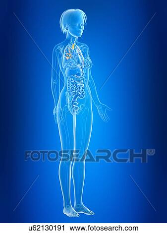 Stock Image - 3d rendered illustration of female bronchi.. Fotosearch