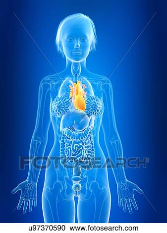 3d rendered illustration of female heart. View Large Photo Image Stock Image - 3d rendered illustration of female heart.. Fotosearch