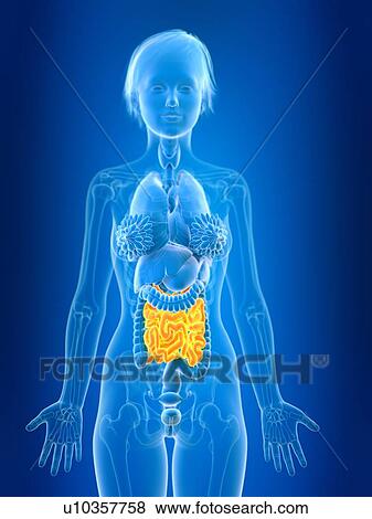 Stock Photo - 3d rendered illustration of female small intestine.. Fotosearch