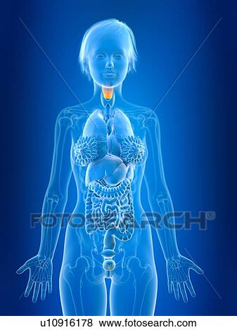 Stock Photo - 3d rendered illustration of female larynx.. Fotosearch