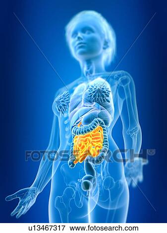 Stock Photo - 3d rendered illustration of female small intestine.. Fotosearch