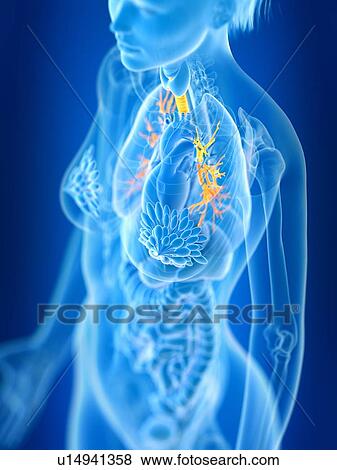 3d rendered illustration of female bronchi. View Large Photo Image Stock Photo - 3d rendered illustration of female bronchi.. Fotosearch
