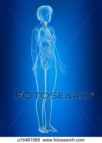 3d rendered illustration of female larynx. View Large Photo Image Stock Photo - 3d rendered illustration of female larynx.. Fotosearch