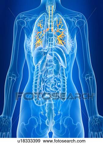 3d rendered illustration of female bronchi. View Large Photo Image Stock Photo - 3d rendered illustration of female bronchi.. Fotosearch