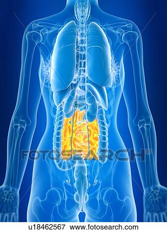 Stock Photo - 3d rendered illustration of female small intestine.. Fotosearch