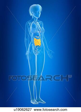 Stock Photo - 3d rendered illustration of female small intestine.. Fotosearch