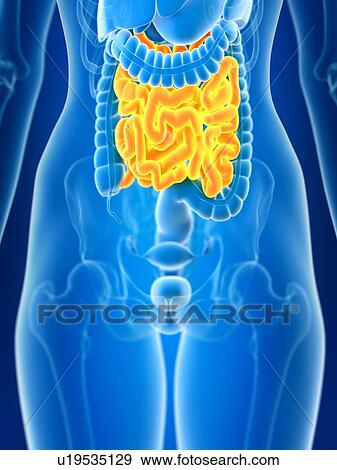 3d rendered illustration of female small intestine. View Large Photo Image Stock Photo - 3d rendered illustration of female small intestine.. Fotosearch
