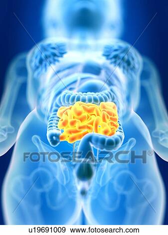 Stock Photo - 3d rendered illustration of female small intestine.. Fotosearch