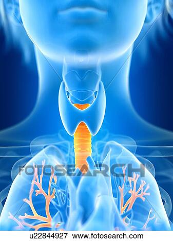Stock Photo - 3d rendered illustration of female bronchi.. Fotosearch