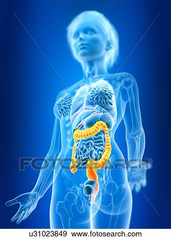 Stock Photo - 3d rendered illustration of female colon.. Fotosearch