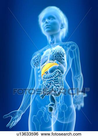 Stock Photograph - 3d rendered illustration of female liver.. Fotosearch