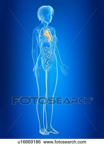 Stock Photograph - 3d rendered illustration of female heart.. Fotosearch