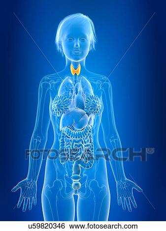 3d rendered illustration of female thyroid gland. View Large Photo Image Stock Photograph - 3d rendered illustration of female thyroid gland.. Fotosearch