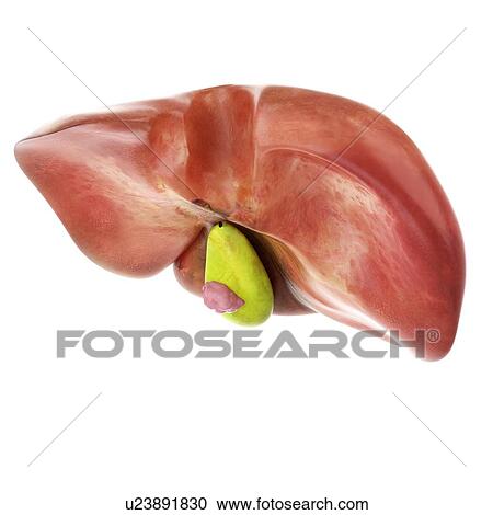 Stock Image - 3d rendered illustration of gallbladder cancer.. Fotosearch